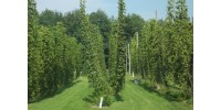 Plant de houblon mature de PLEINE TERRE, cultivar CANADIAN REDVINE